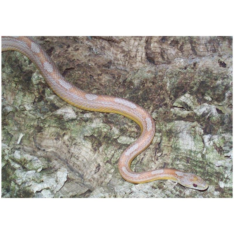 Sarpele de Porumb Motley albino - imagine 4